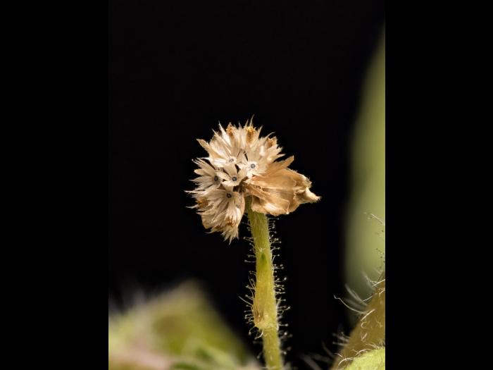 Galinsoga cilié (Galinsoga quadriradiata)_17