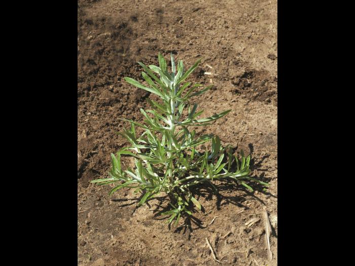 Gnaphale des vases (Gnaphalium uliginosum)_5