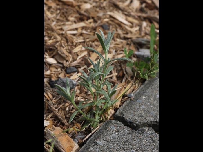 Gnaphale des vases (Gnaphalium uliginosum)_16