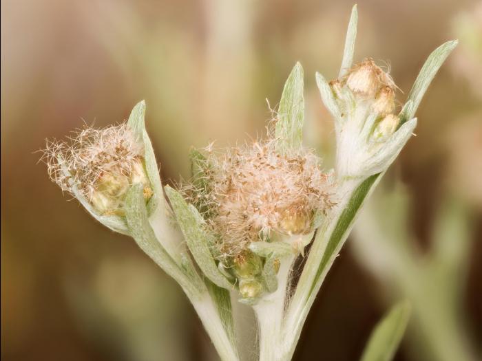 Gnaphale des vases (Gnaphalium uliginosum)_20