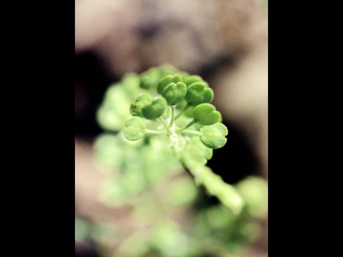 Lépidie densiflore (Lepidium densiflorum)_3