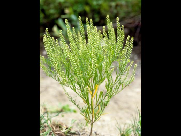 Lépidie densiflore (Lepidium densiflorum)_4