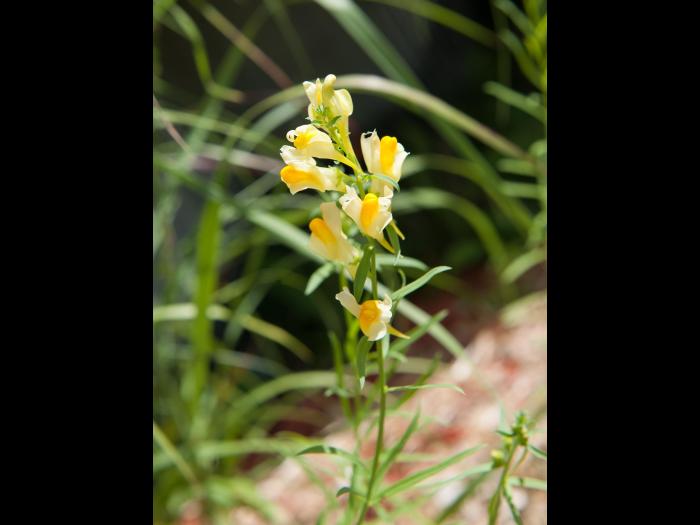 Linaire vulgaire (Linaria vulgaris)_16