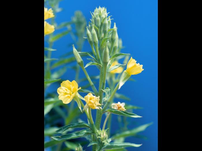 Onagre bisannuelle (Oenothera biennis)_5