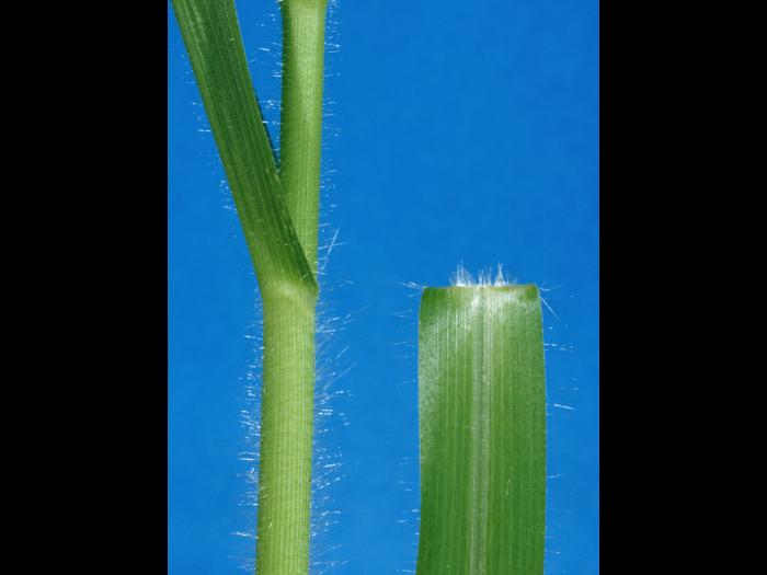 Panic capillaire (Panicum capillare)_4