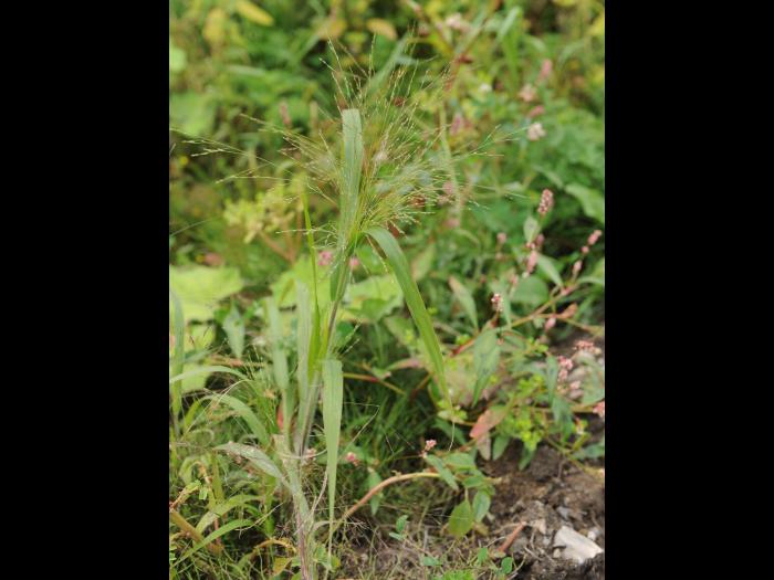 Panic capillaire (Panicum capillare)_19