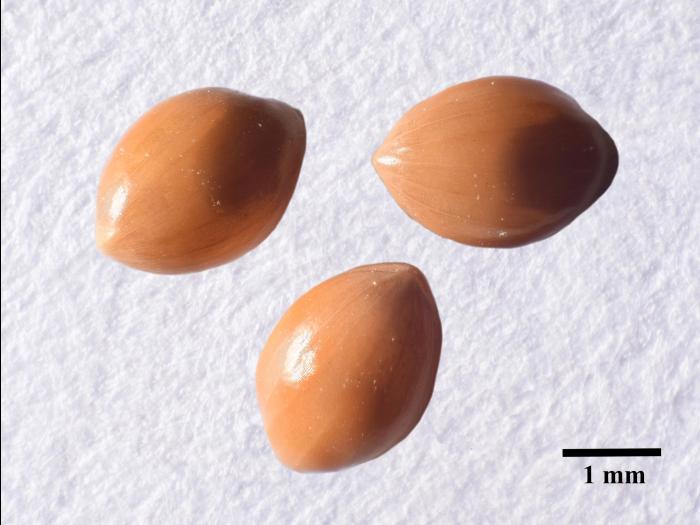 Panic millet (Panicum miliaceum)_10