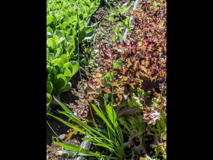 Plantain lancéolé (Plantago lanceolata)_2