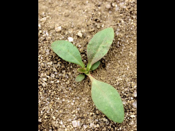 Plantain majeur (Plantago major)_1