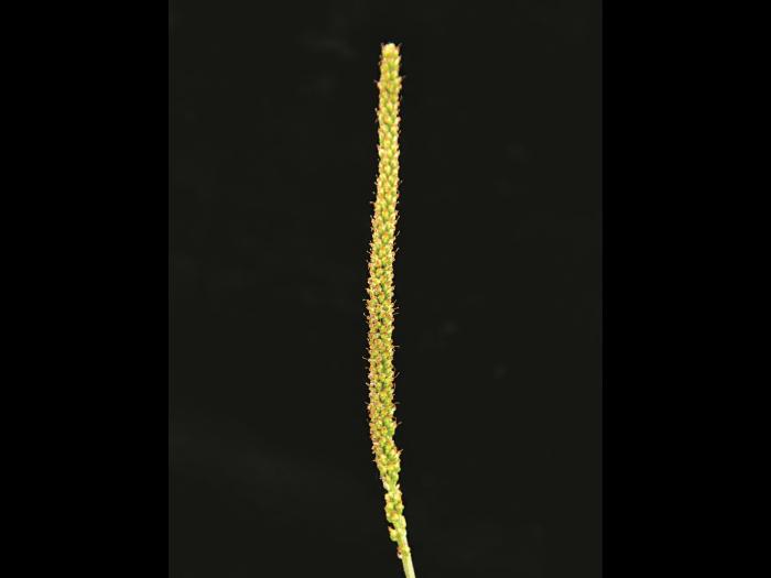 Plantain majeur (Plantago major)_9