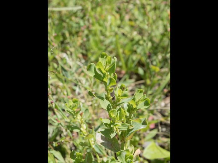 Renouée coriace (Polygonum achoreum)_8