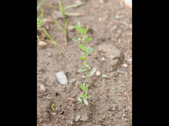 Renouée oiseaux (Polygonum aviculare)_6