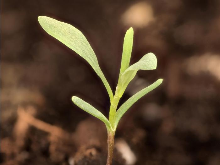 Renouée oiseaux (Polygonum aviculare)_15