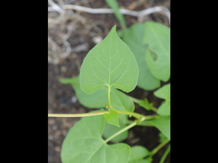 Renouée liseron (Fallopia convolvulus)_13