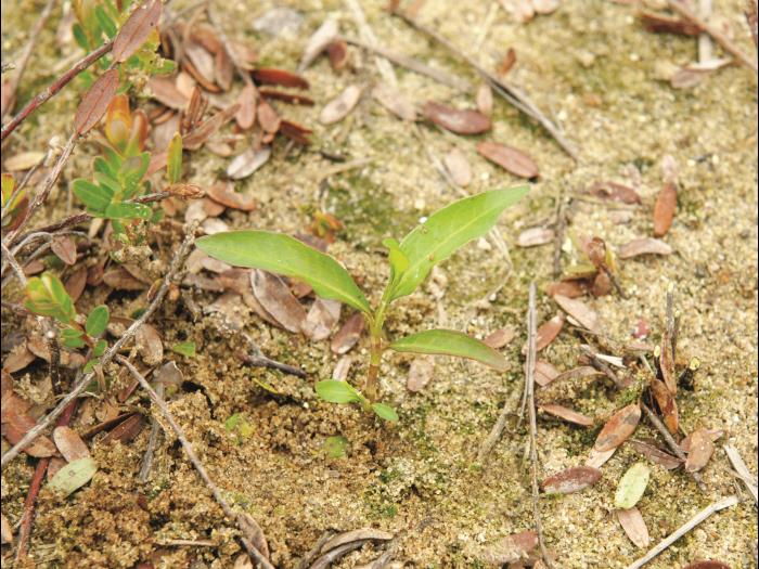 Renouée poivre eau (Persicaria hydropiper)_8