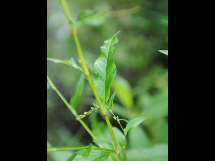Renouée poivre eau (Persicaria hydropiper)_17