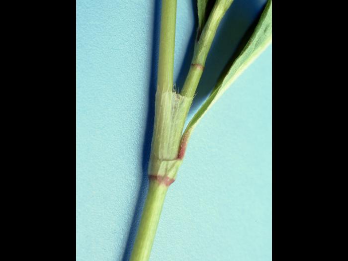 Renouée persicaire (Persicaria maculosa)_3