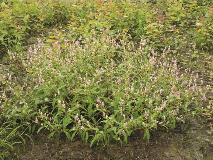 Renouée persicaire (Persicaria maculosa)_6