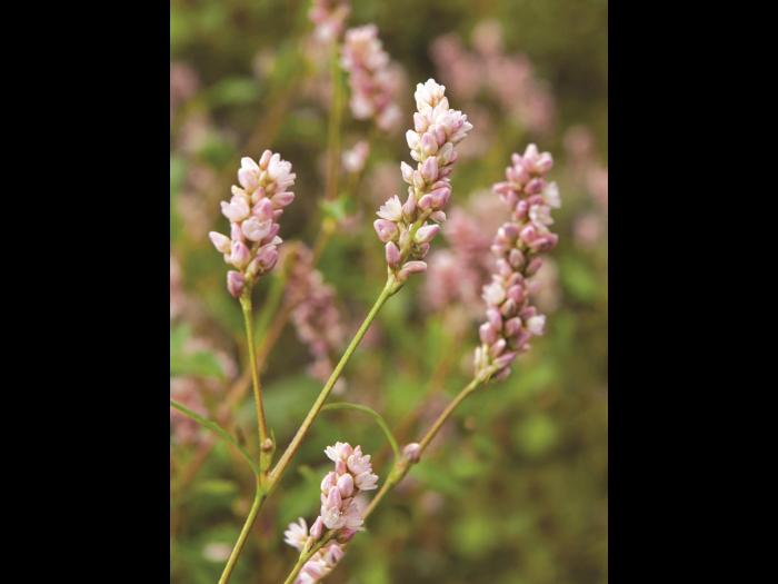 Renouée persicaire (Persicaria maculosa)_7