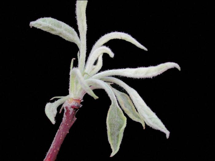 Pomme - glyphosate (9)_3