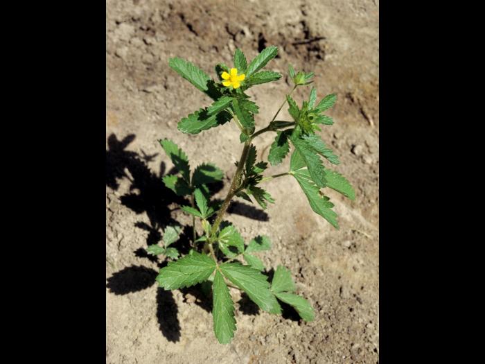 Potentille Norvège (Potentilla norvegica)_4