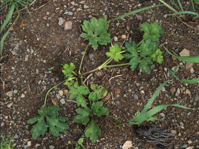 Renoncule rampante (Ranunculus repens)_13