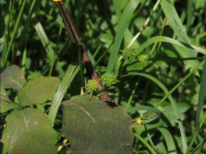 Renoncule rampante (Ranunculus repens)_16