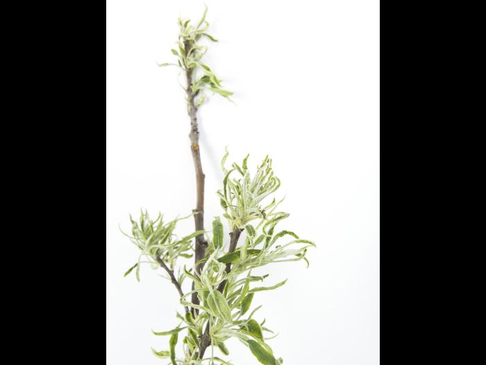 Pomme - glyphosate (9)_11