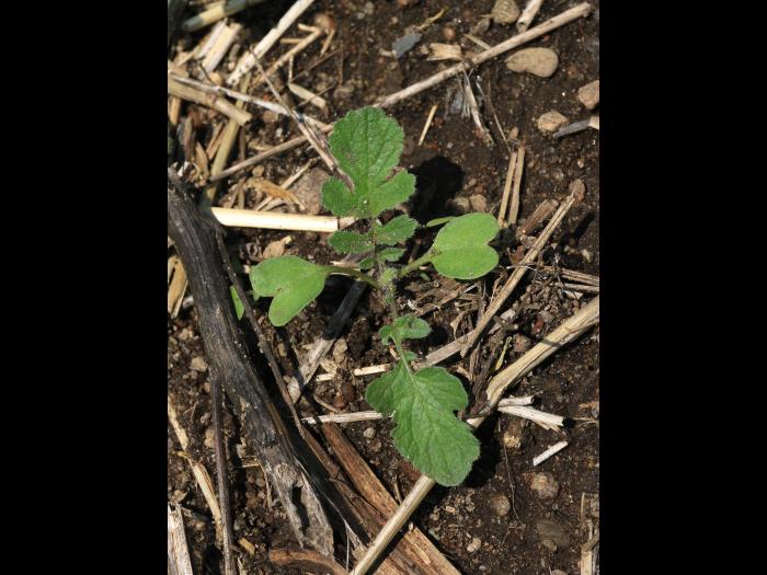 Radis sauvage (Raphanus raphanistrum)_12