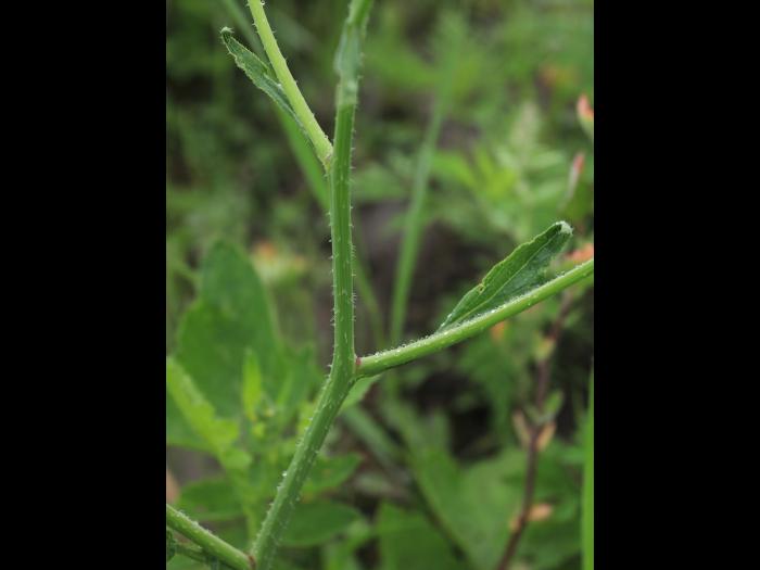 Radis sauvage (Raphanus raphanistrum)_15