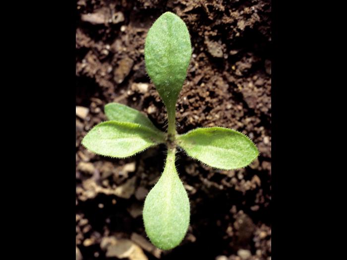 Lychnide blanche (Silene latifolia)_2