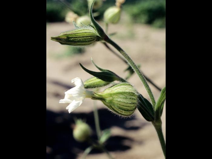 Lychnide blanche (Silene latifolia)_5