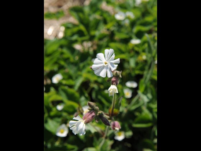 Lychnide blanche (Silene latifolia)_19