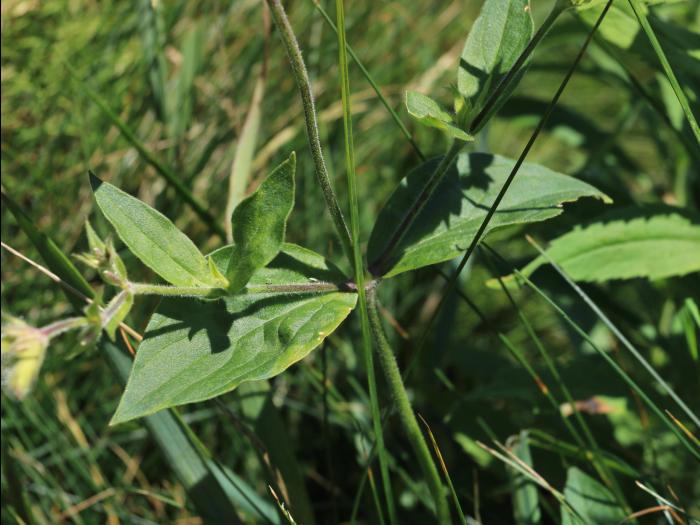 Lychnide blanche (Silene latifolia)_26