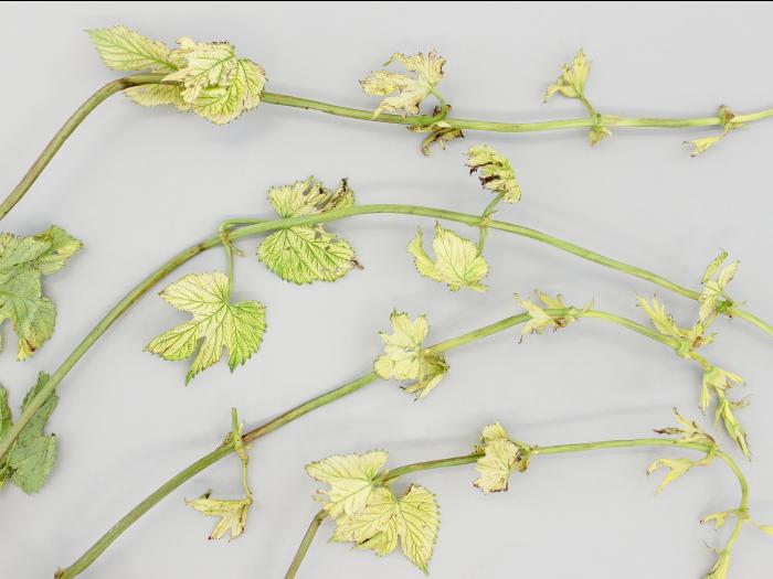 Houblon - glyphosate (9)_1