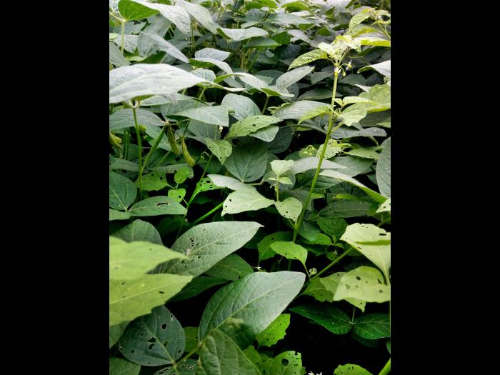 Morelle noire Est (Solanum ptychanthum)_19