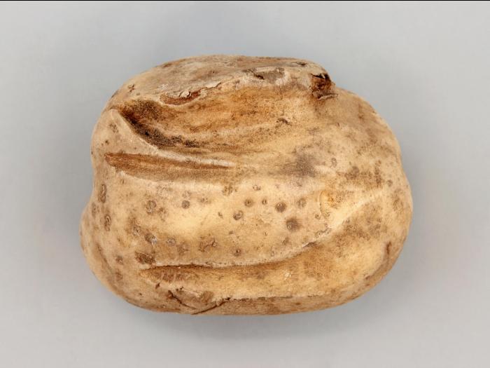 Pomme de terre - thifensulfuron-méthyle (2)_2