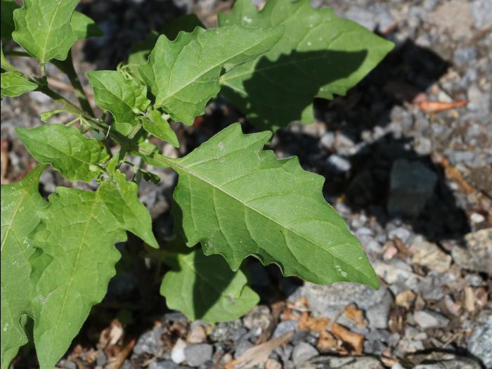 Morelle noire Est (Solanum ptychanthum)_29