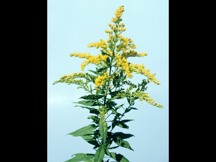 Verge d'or du Canada(Solidago canadensis)_1