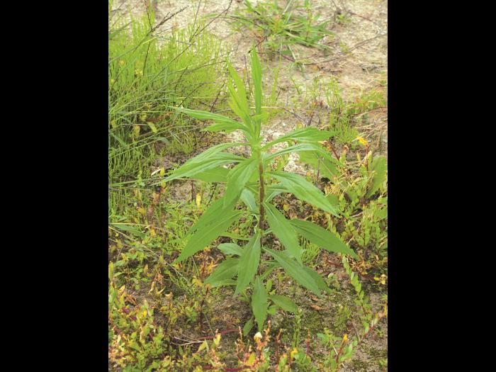 Verge d'or du Canada(Solidago canadensis)_7