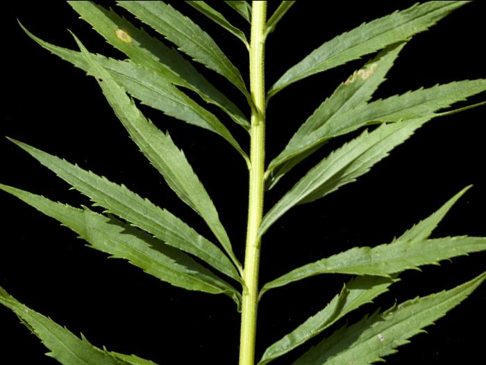 Verge d'or du Canada(Solidago canadensis)_13