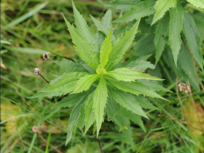 Verge d'or du Canada(Solidago canadensis)_17