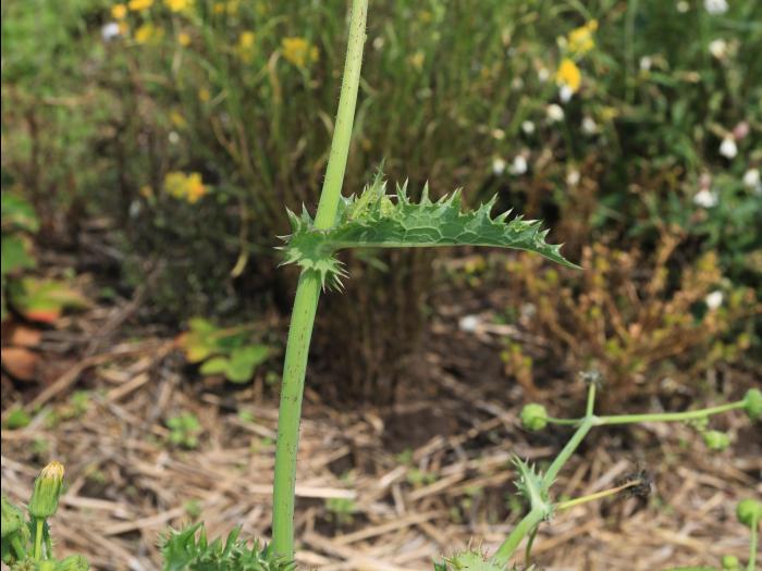 Laiteron rude (Sonchus asper)_14