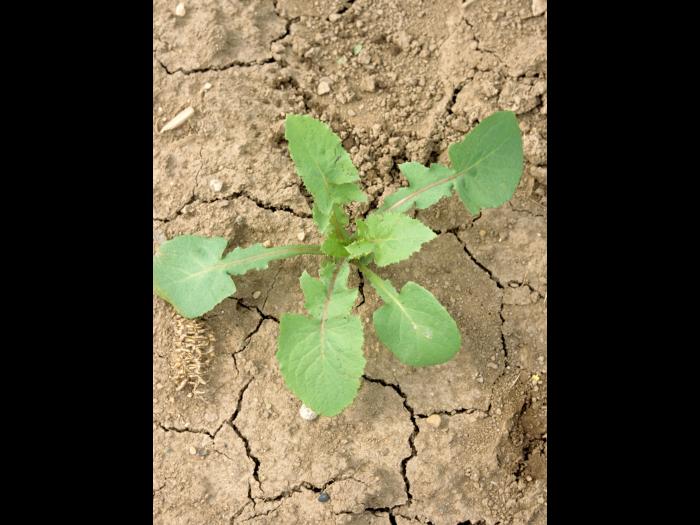 Laiteron potager (Sonchus oleraceus)_3