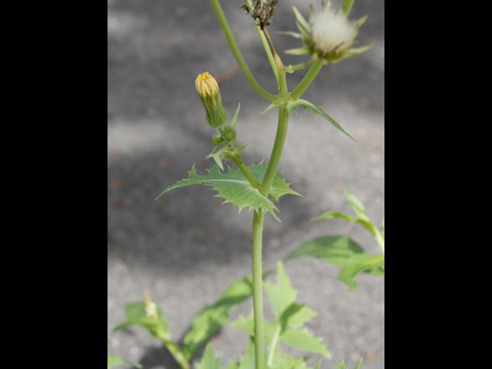 Laiteron potager (Sonchus oleraceus)_9