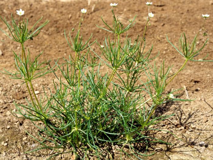 Spargoute des champs(Spergula arvensis)_6