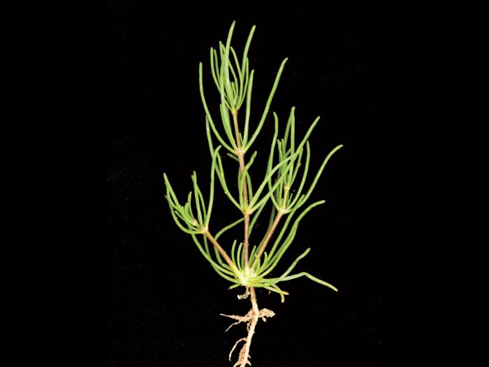 Spargoute des champs(Spergula arvensis)_14