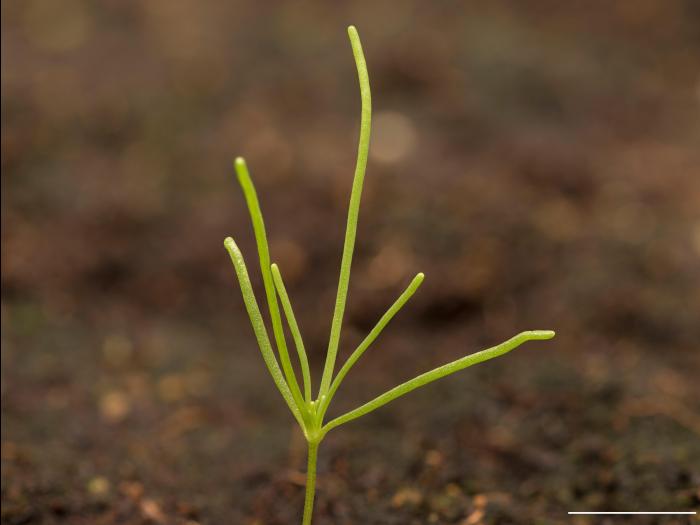 Spargoute des champs(Spergula arvensis)_19