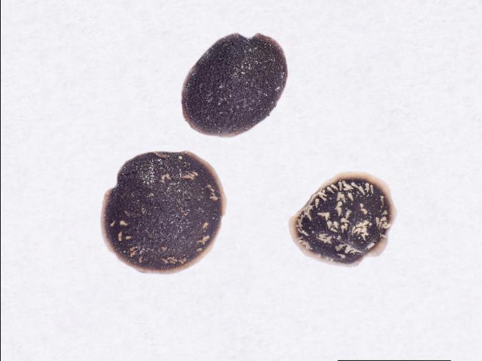 Spargoute des champs(Spergula arvensis)_25