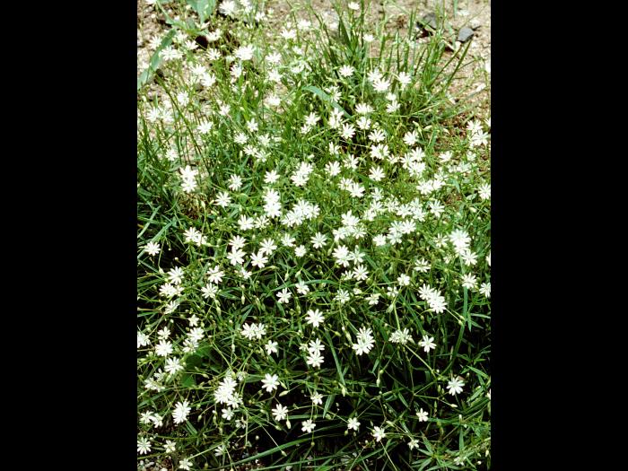 Stellaire à feuilles de graminée(Stellaria graminea)_6